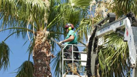 Se publica la licitación del servicio de podas