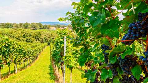 Fiesta de la Vendimia