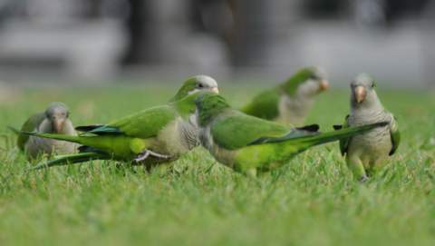 Invasión de cotorras en la provincia