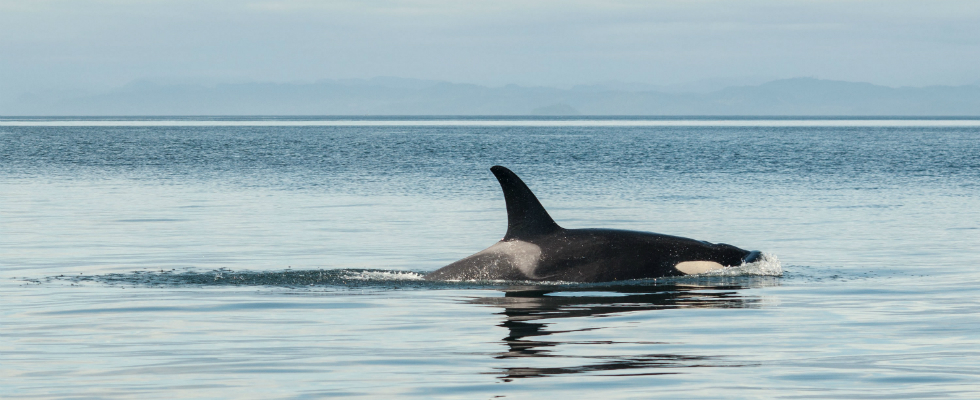 Las orcas son animales muy inteligentes